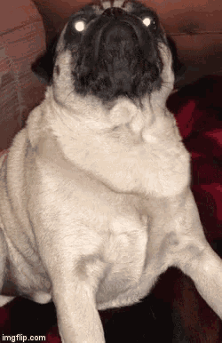 a pug dog laying on a red blanket with imgflip.com at the bottom of the screen