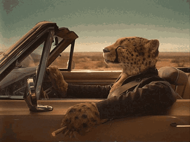 a cheetah is sitting in a car with a cigar in its hand