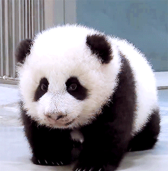 Baby Panda Just Wants To Cuddle!! GIF - Cubs Pandas Cute GIFs