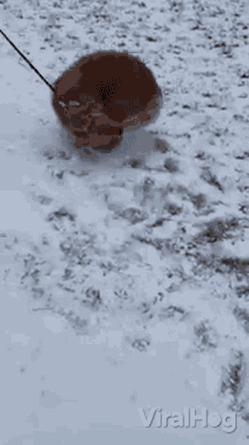a dog on a leash is walking through the snow .
