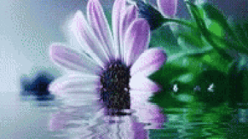 a purple flower is floating in the water with a green background .