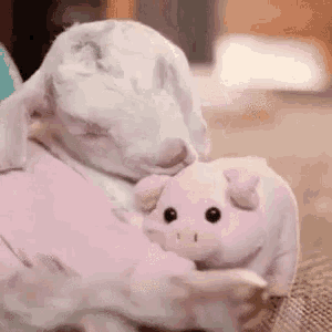 a baby goat is holding a stuffed pig in its arms .