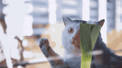 Cat Wiping Window With Leek Cat Window Leek GIF - Cat Wiping Window With Leek Cat Window Leek Cat Leek GIFs