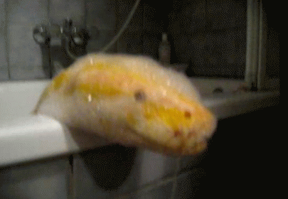 Snake Bath Time! GIF - Python Snake Bath GIFs