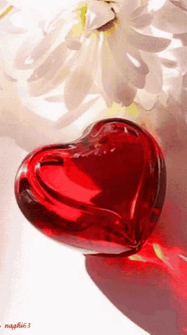 a red heart sits next to a white flower with the name naghib63 on the bottom right