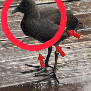 a black bird with red arrows pointing at its legs