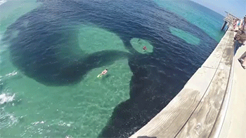 Surprise! Not What You Think It Is... GIF - GIFs