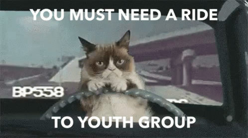 Youthgroup Grumpycat GIF - Youthgroup Grumpycat Driving GIFs