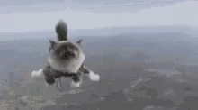 Kittens Skydiving GIF - Kittens Kitten Skydiving GIFs