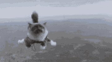 a cat is flying through the air while wearing a parachute .
