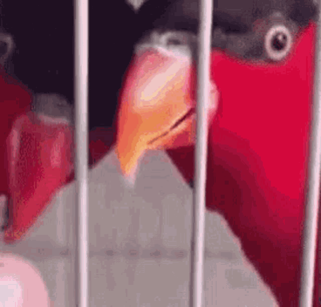 Parrot Tongue GIF
