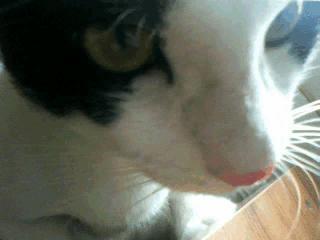 a close up of a black and white cat 's face with a red nose
