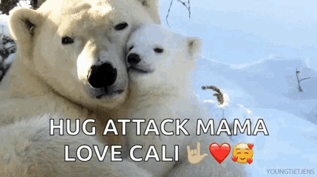 two polar bears hugging each other with the words hug attack mama love cali below them