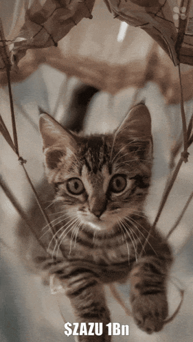 a kitten is hanging from a rope with the words $ azu 1bn below it