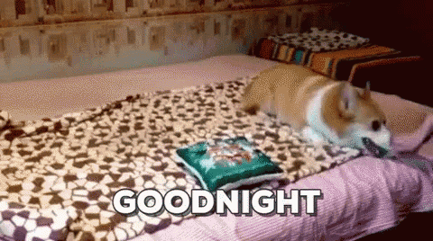 a corgi dog is laying on a bed with a pillow and a blanket with the words goodnight written on it .