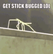 Get Stick Buged Lol GIF - Get Stick Buged Lol GIFs