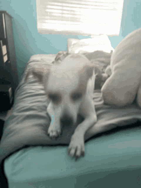 a small white dog laying on a bed