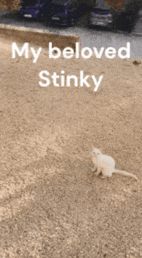 a picture of a white cat with the words " my beloved stinky " on the bottom