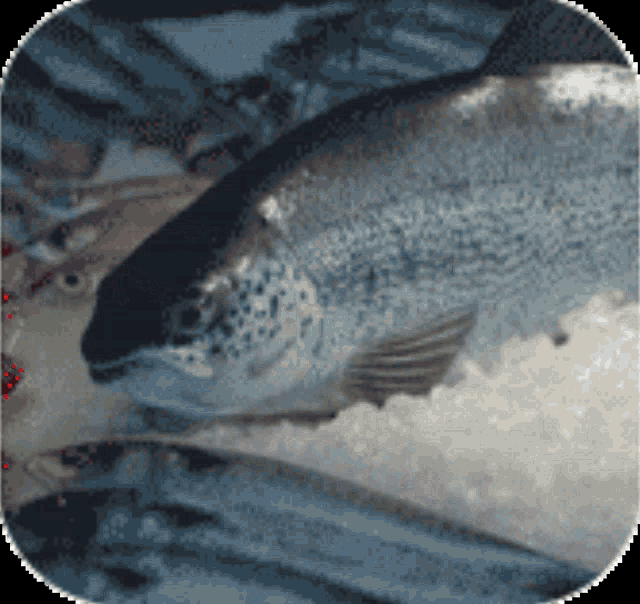 a close up of a fish laying on a table