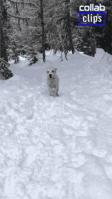a dog in the snow with a collab clips logo in the corner