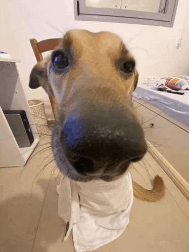 a close up of a dog 's nose wrapped in a white towel