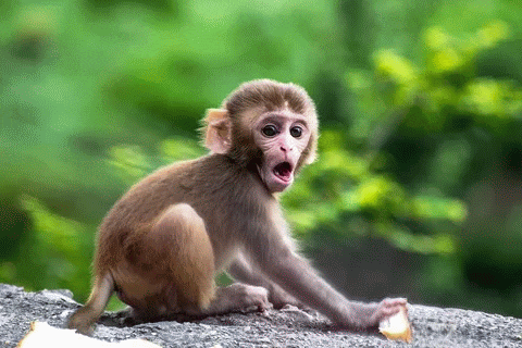 a baby monkey with its mouth open is sitting on a rock