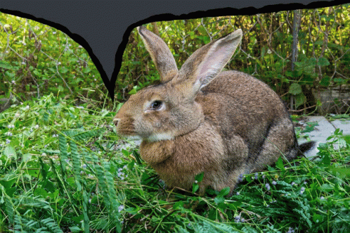 Rabbit Flemish Giant GIF - Rabbit Flemish Giant Speech Bubble GIFs