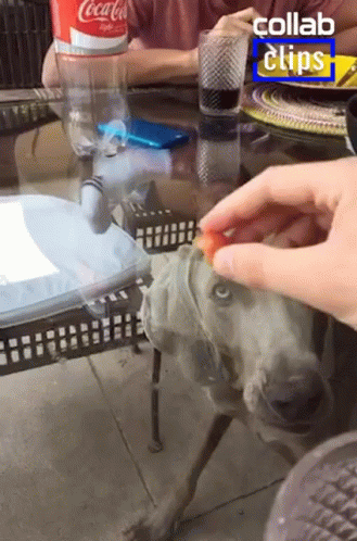 Cant Eat Glass Table GIF - Cant Eat Glass Table Funny Dog GIFs