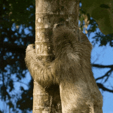 Climbing Up A Tree Sloth GIF - Climbing Up A Tree Sloth Robert E Fuller GIFs