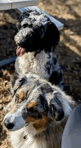 two dogs are sitting next to each other on a picnic table and looking at the camera .