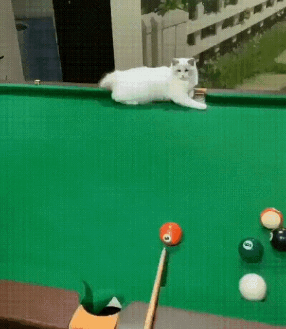 Cat Pool GIF - Cat Pool 8ball GIFs