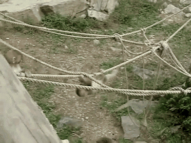 Hang In There GIF - Animals Monkeys Babies GIFs