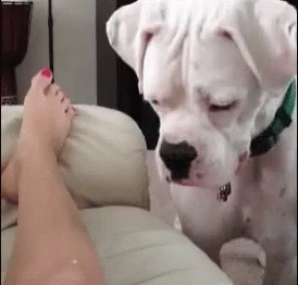 Laser Pointer Safety GIF - Dogs Bite Ouch GIFs
