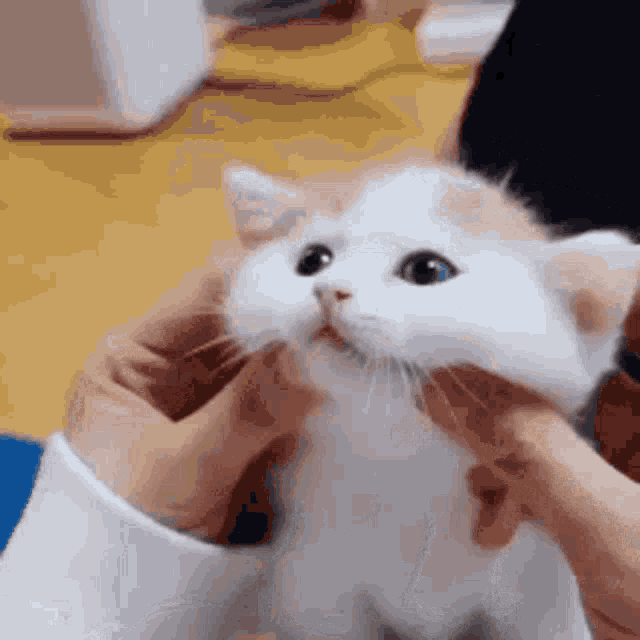 a person is petting a white and orange cat with blue eyes