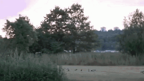 a group of ducks are standing in a field with trees in the background .