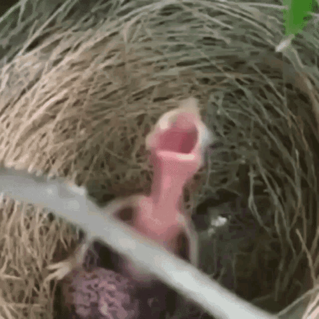 Screaming Baby Bird GIF