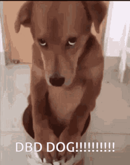 Dbd Dog Dog GIF - Dbd Dog Dog Dbd GIFs