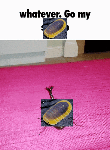 a picture of a bug on a pink rug with the words whatever go my