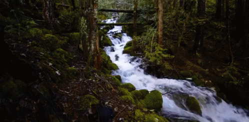 Forest Water GIF