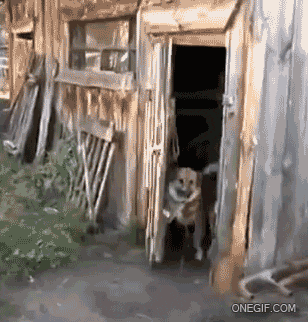 a dog is standing in the doorway of a wooden shed ..