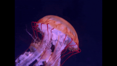 a jellyfish with red and white tentacles is swimming in the water