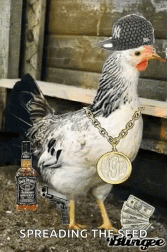 Gangster Chicken GIF - Gangster Chicken Money GIFs