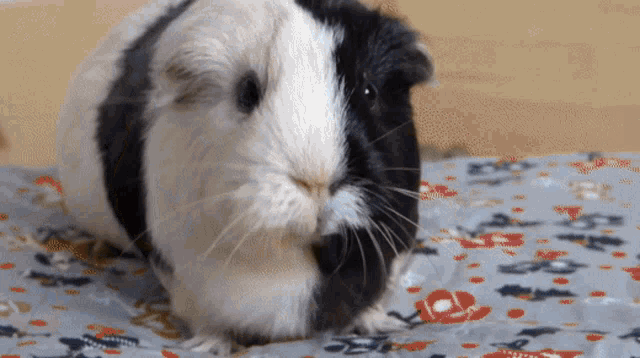 Do Guinea Pigs Have Tails GIF - Do Guinea Pigs Have Tails GIFs