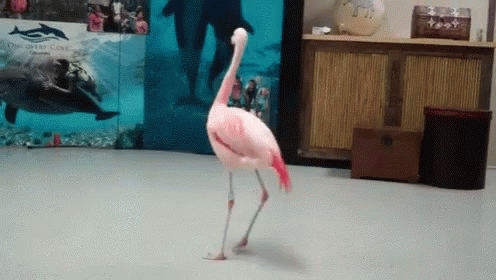 Happy Time Turn Around GIF - Happy Time Turn Around Flamingo GIFs