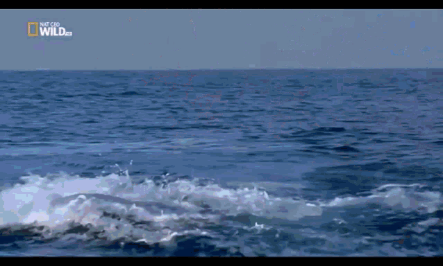 Shark Sea GIF - Shark Sea Wild GIFs