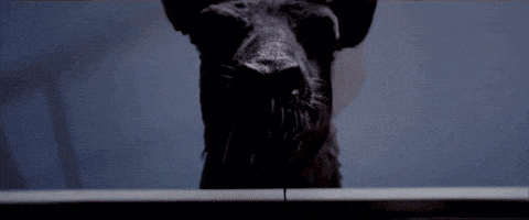 a close up of a rat 's face in the dark .