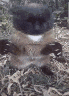 a close up of a cat 's paws laying on the ground
