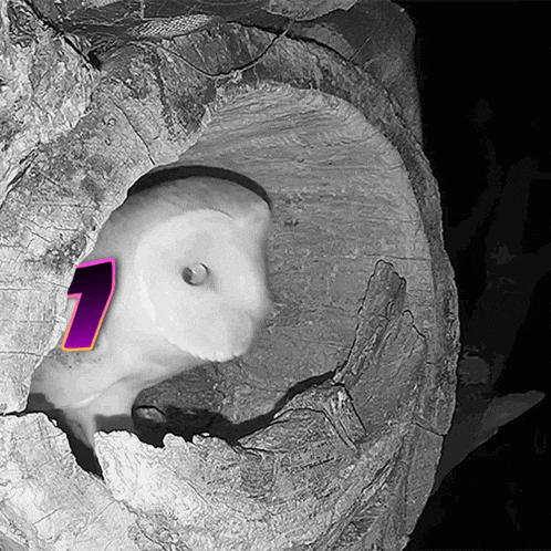 a black and white photo of an owl with a purple arrow pointing to the number one