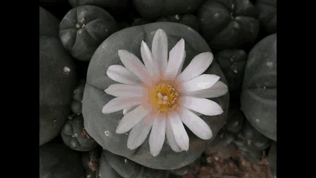 a white flower with a yellow center is surrounded by other flowers