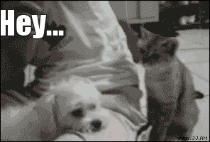 a black and white photo of a dog with the words hey written on it